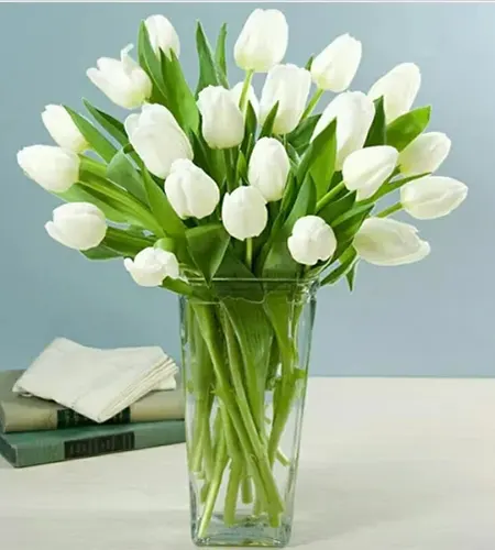 White Tulip