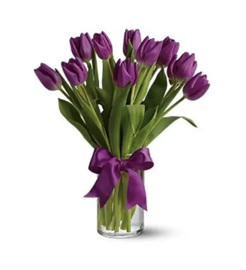 Purple Tulip