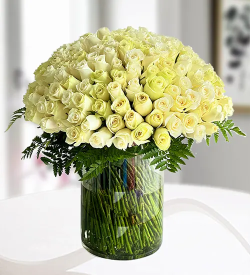 White Rose in Vase