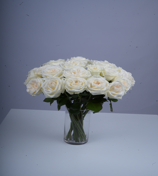 White O'hara roses